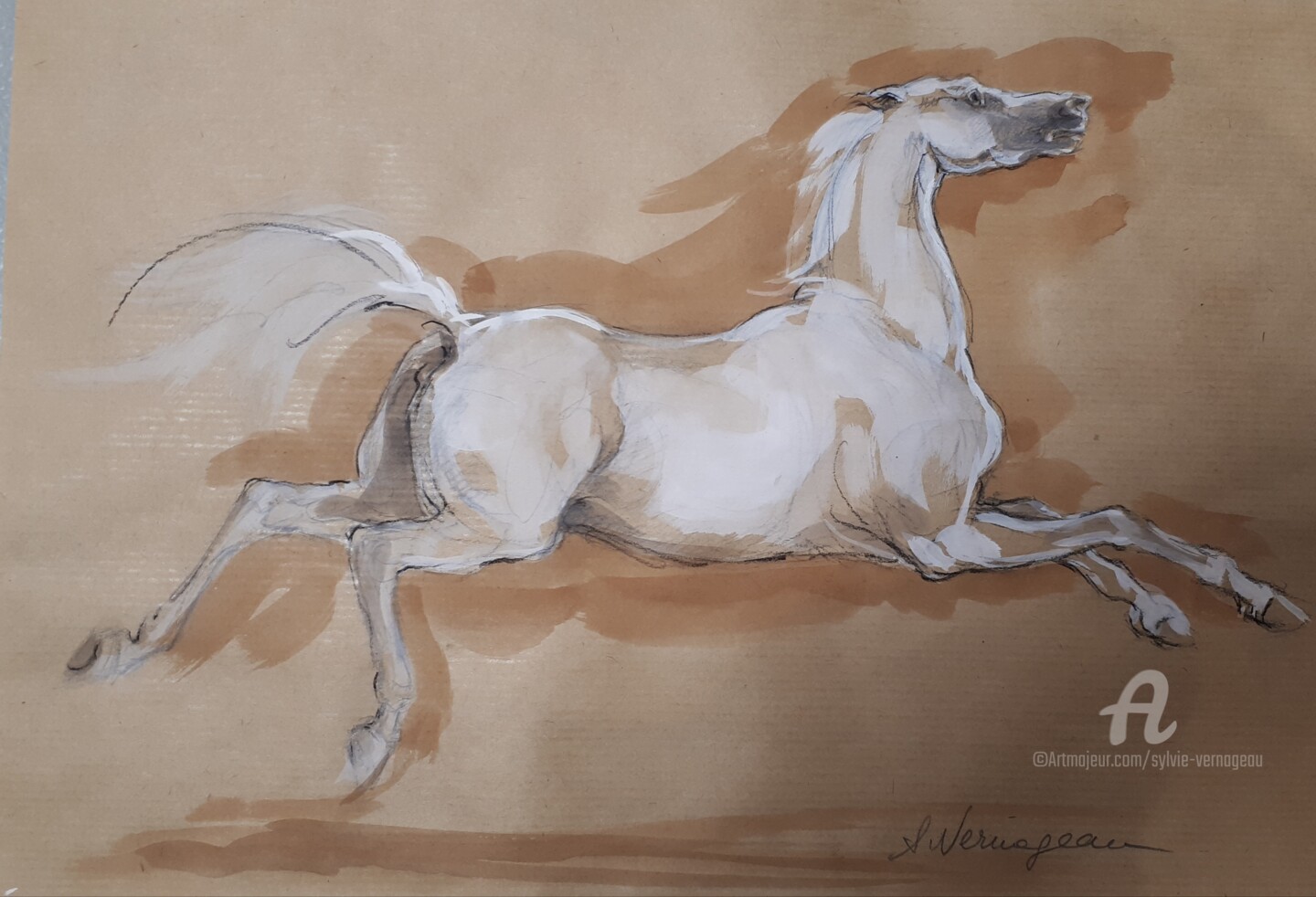 Etude Cheval Blanc Au Galop Etude Cheval Blanc Au Galop